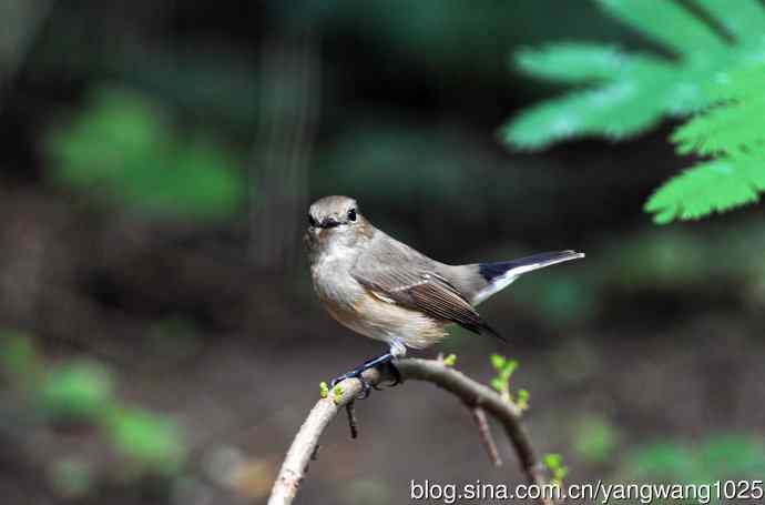 雌性白眉姬鹟（7）