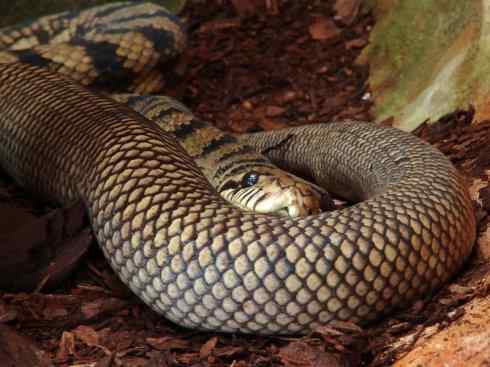 龙:传说的兽原型探秘(树蟒类) 龙:传说的兽原型探秘(树蟒类)