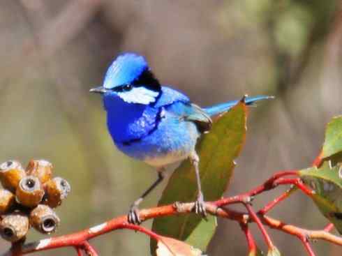 美丽无罪：雀鸟之鹩莺