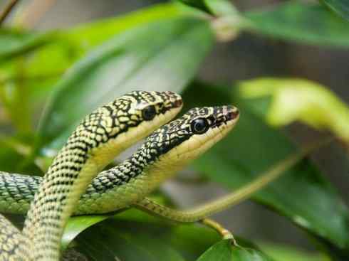 龙:传说的兽原型探秘(树蛇类) 龙:传说的兽原型探秘(树蛇类)