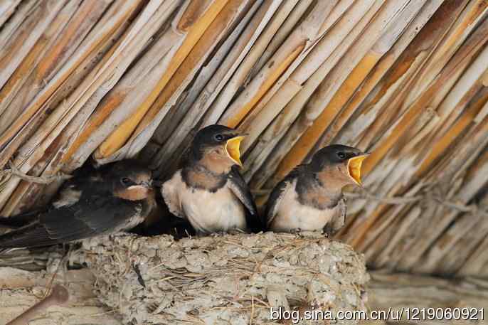 家燕育雏