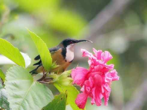 十大喜食蜂蜜动物：棕熊