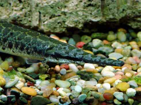 鱼类活化石:鳄雀鳝 鱼类活化石:鳄雀鳝