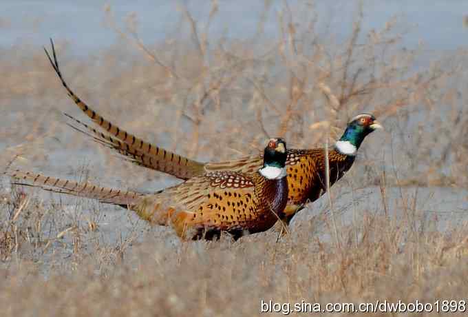 邂逅雉鸡群