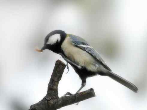 家禽驯化之源之二十六