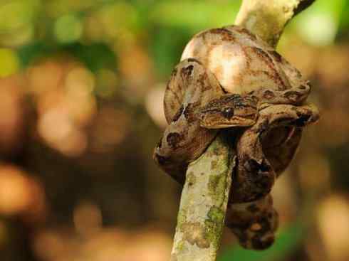龙：传说的兽原型探秘（树蚺类）