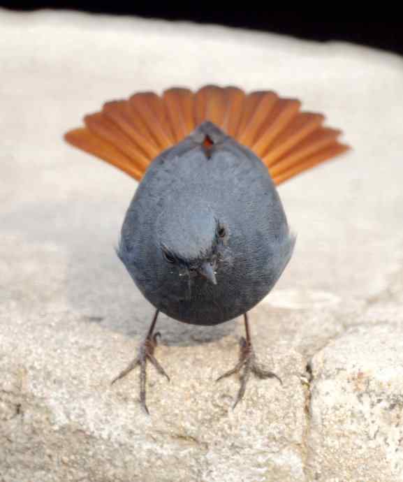 再拍红尾水鸲 再拍红尾水鸲