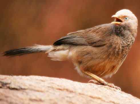 白头鸟系列：另类的美丽5