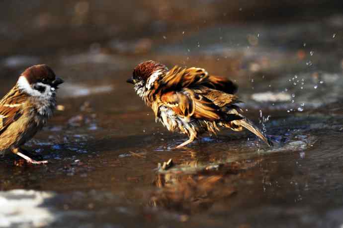酣畅淋漓腊月澡（麻雀）