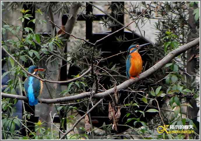 春节拍鸟【照片】