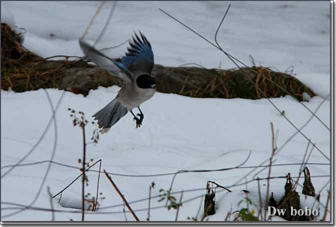 点击图片或使用键盘← →翻页