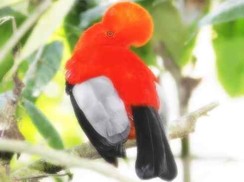 美丽无罪：雀鸟之欣赏