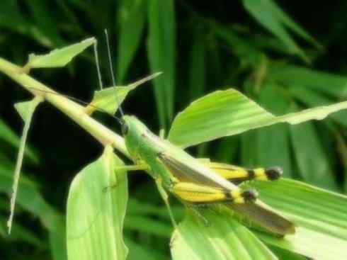 自然奇观：动物大迁徙(东亚飞蝗）