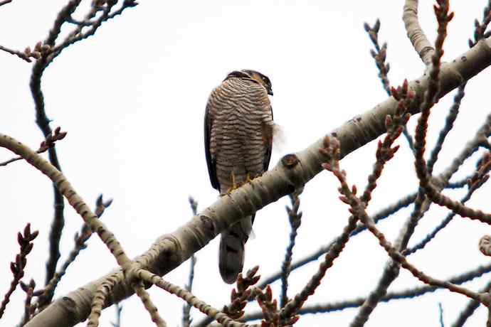 北京植物园赏鸟（九），雀鹰（组图）