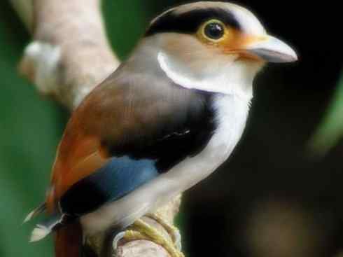 美丽无罪：雀鸟之阔嘴鸟