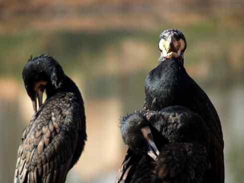 猎奇：奇特的鸟喙之四