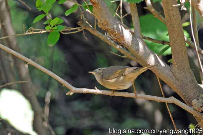 褐柳莺（11）