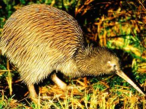 猎奇：十大奇异鸟类