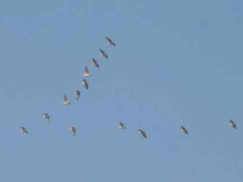 猎奇：奇特的鸟喙之十