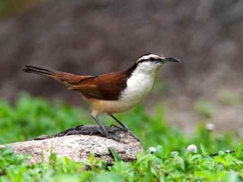 白头鸟系列：另类的美丽3