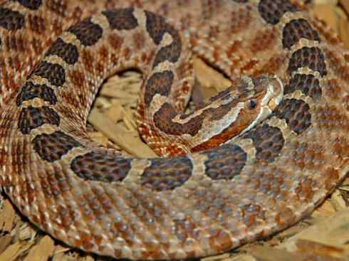 龙：传说的兽原型探秘（响尾蛇类）