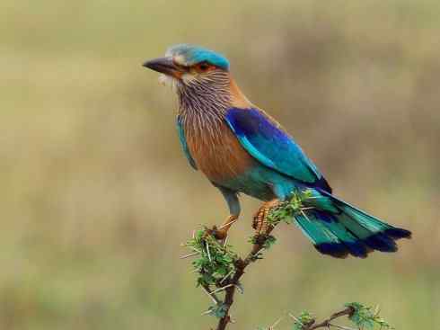 绝色攀禽：佛法僧目之佛法僧