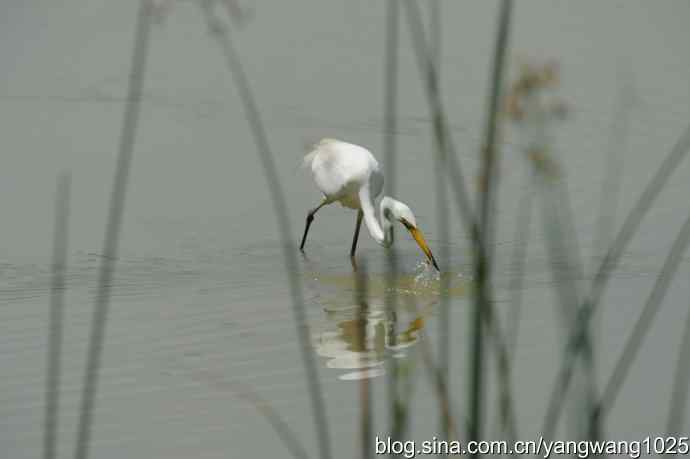 奥林匹克公园白鹭飞 wbr4