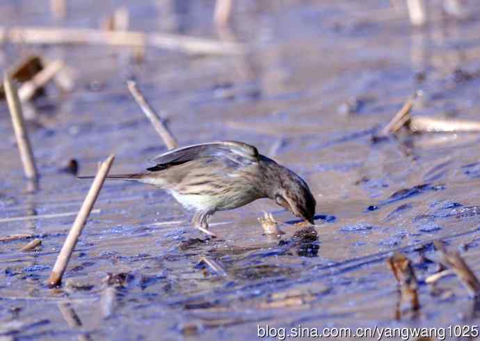 雌性灰头鹀（4）
