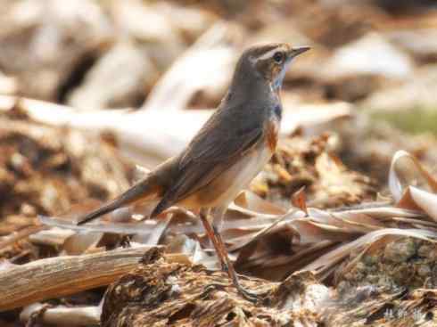 家禽驯化之源之二十七