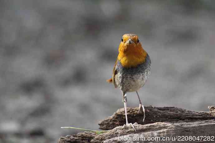 233.打鸟归来收获多多---(5)日本歌鸲 233.打鸟归来收获多多---(5)日本歌鸲