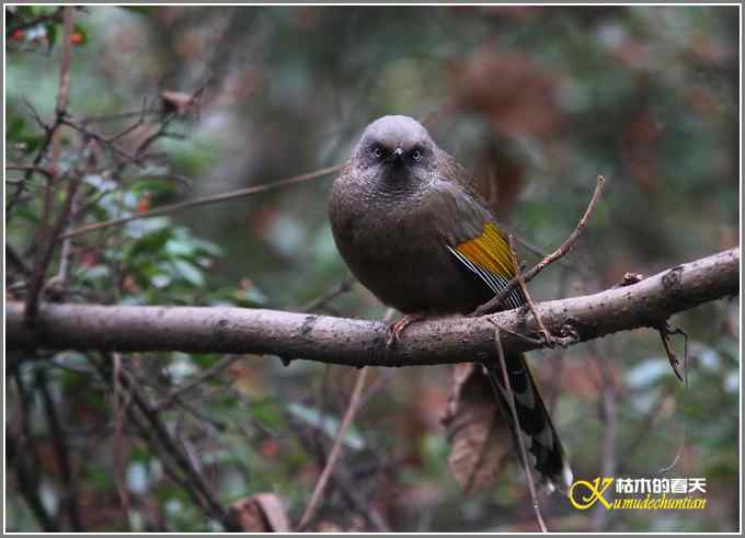 噪鹛系列之二：橙翅噪鹛【照片】