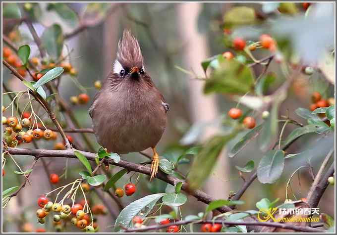 白领凤鹛【照片】 白领凤鹛【照片】