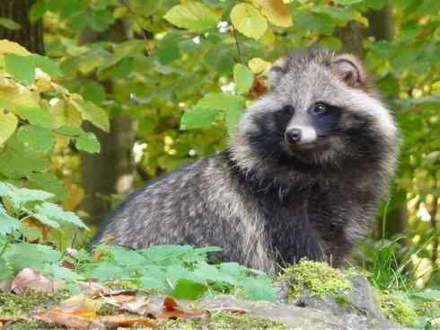 犬科:犬亚科犬属之貉 犬科:犬亚科犬属之貉