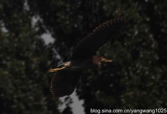 夜鹭（大丽抓拍）