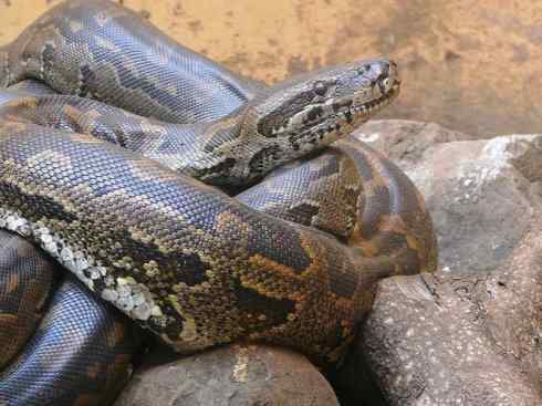 龙：传说的兽原型探秘（蟒蛇类）