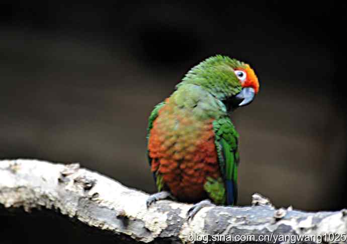 杂片(鸟儿) 杂片(鸟儿)