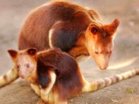 动物世界：山寨还是原创之八