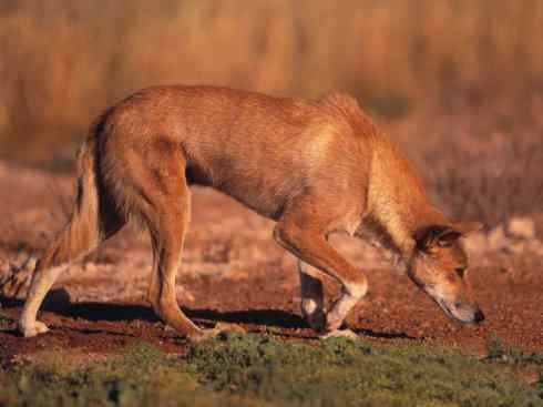 犬科：犬亚科犬属之澳洲野犬、歌唱犬、家犬