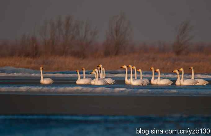 今日野鸭湖——大天鹅(组图,20张图片)