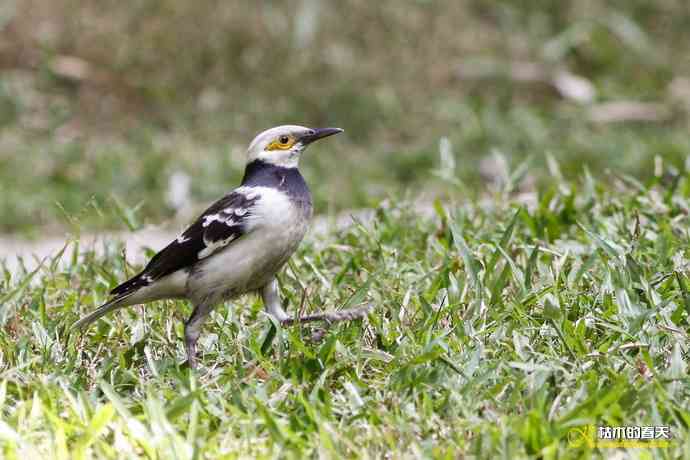 厦门的鈥湶四疋濃斺敽诹扉Ｄ