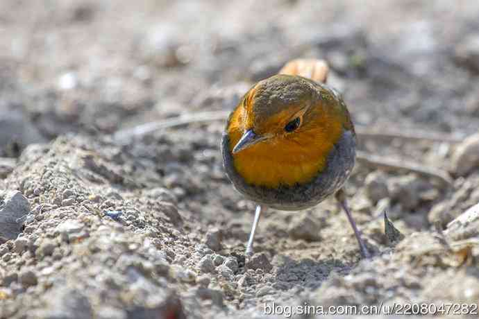 233.打鸟归来收获多多---(5)日本歌鸲 233.打鸟归来收获多多---(5)日本歌鸲