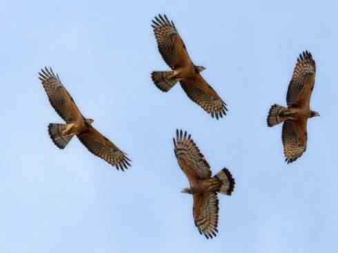 十大喜食蜂蜜动物：凤头蜂鹰