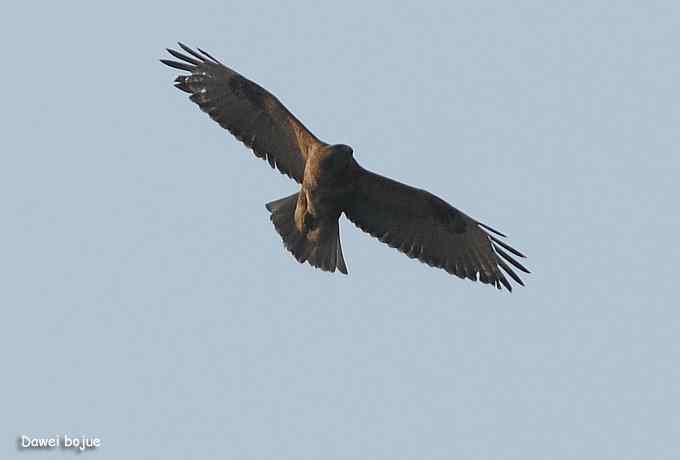 翩然红翅和十渡的那些鸟