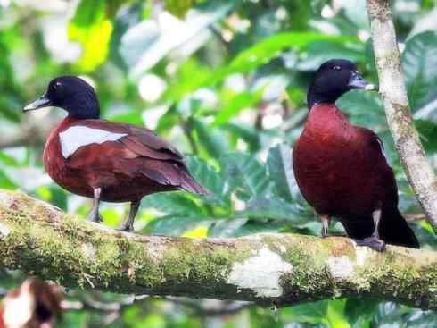 白头鸟系列：另类的美丽（黑胸麻鸭）