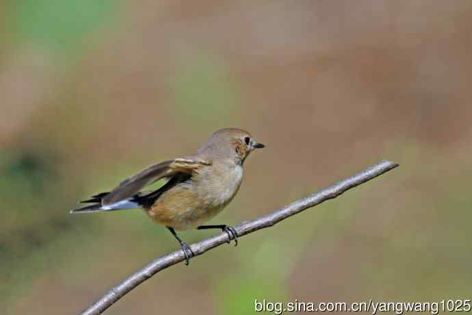 秋天的红喉姬鹟（7）