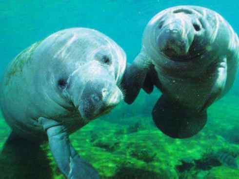 美人鱼：传说的兽原型探秘（海牛）