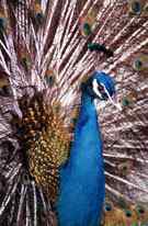 寻找国鸟中的民族性格