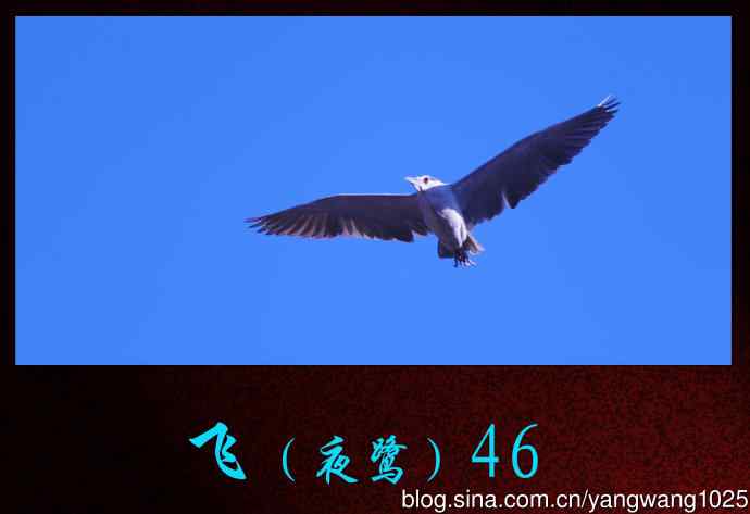 北京动物园的鸟类——飞（夜鹭）46