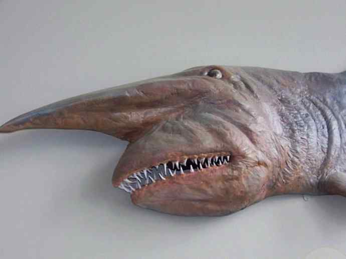 鱼类活化石：魔鬼鲨