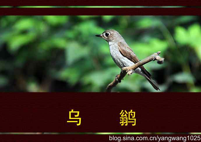 北京天坛公园的鸟类——乌鹟